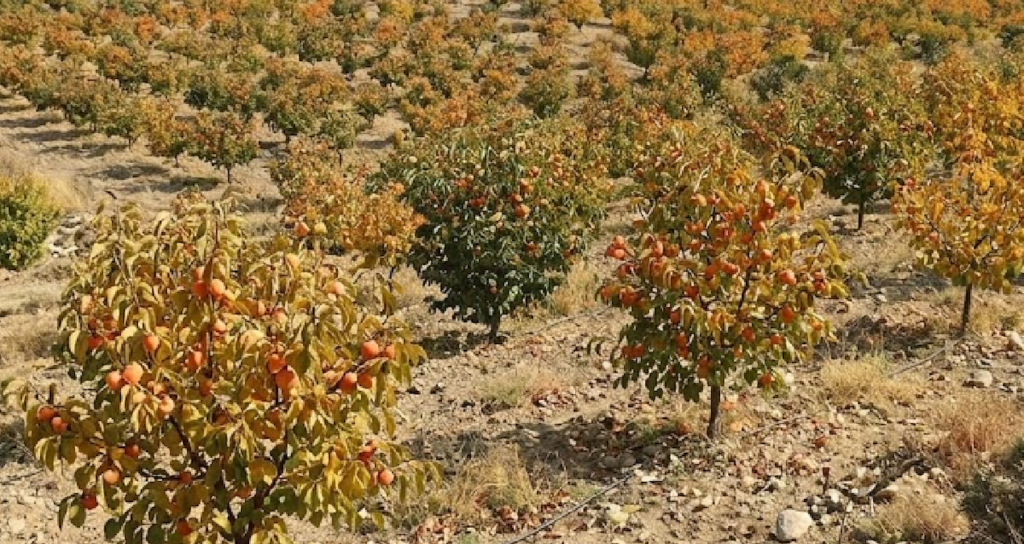 Türkiye Cennet Hurması İhracatında Katma Değerli Üretim ve Yeni Pazarlarla Büyüyor