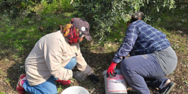Samandağ'da Halhalı Zeytini Hasat Sezonu Başlarken Bahçe Fiyatı 150 Liraya Ulaştı